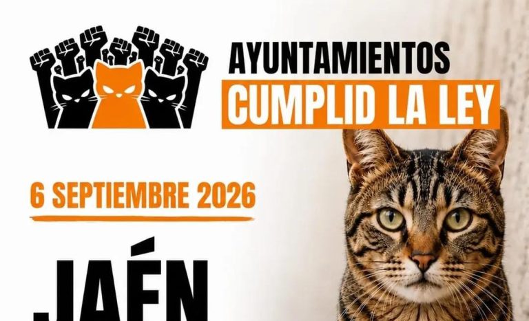 Jaén se moviliza por la gestión de las colonias felinas